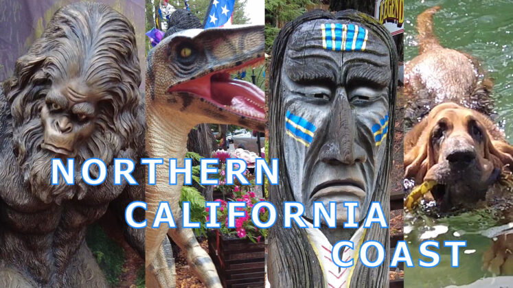 Driving the Northern California Coast | Albion | Guerneville | Monterey | Swimming Bloodhound